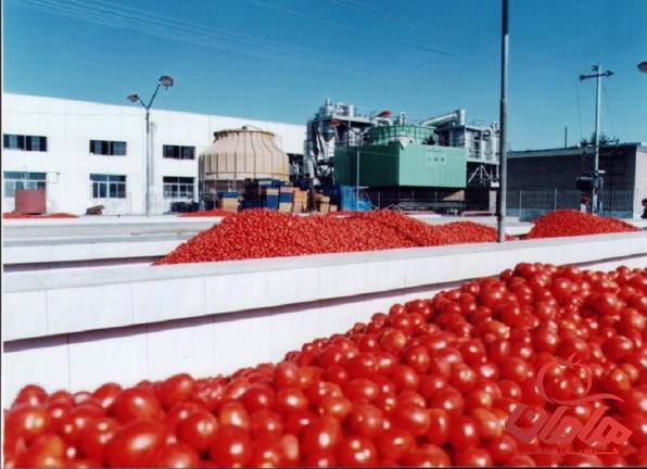 استانداردهای لازم برای تولید رب گوجه