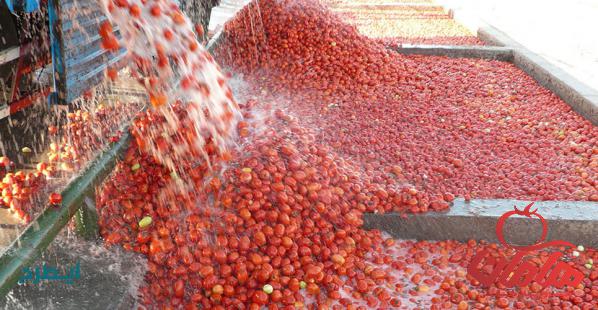 تولید کننده مرغوب ترین رب گوجه اسپتیک در تهران